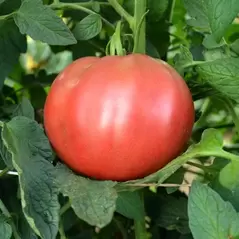 Tomato, Cherokee Purple - 100 Seed Count