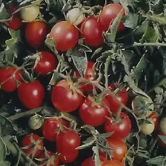 Tomato, Amish Salad - 500 Seed Count