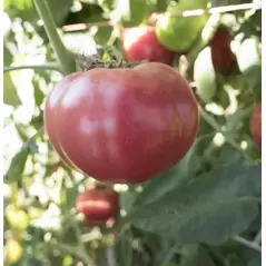 Tomato, Oxheart Red - 1,000 Seed Count