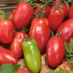 Tomato, Amish Paste - 1,000 Seed Count