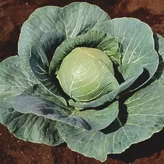 Cabbage, Stonehead Hybrid - 1,000 Seed Count