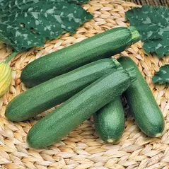 Squash, Payroll FarMore Treated - 500 Seed Count