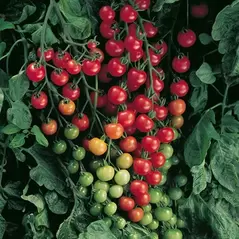 Tomato, Super Sweet 100 - 500 Seed Count