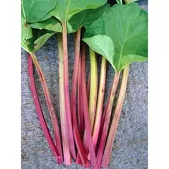 Rhubarb, Victoria - 1lb