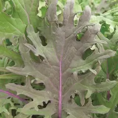 Kale, Red Russian - 1,000 Seed Count
