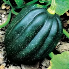 Squash, Table Queen Acorn - 10,000 Seed Count