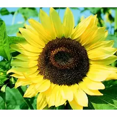 Sunflower, Lemon Queen - 1/2 lb