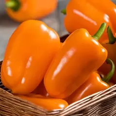 Peppers, Orange Blaze Treated - 5,000 Seed Count