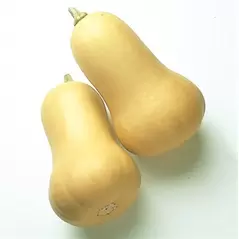 Squash, Early Butternut Hybrid Treated - 10,000 Seed Count