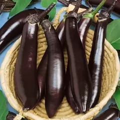 Eggplant, Long Purple Asian - 10,000 Seed Count