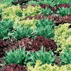 Lettuce, Gourmet Salad Blend 5,000 Seed Count