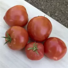 Tomato, Mountain Pride F1 - 10,000 Seed Count