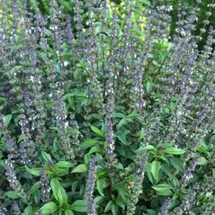 Basil, Cinnamon 1/2 oz