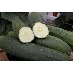 Cucumber, Peticue (patio) - 1000 Seed Count
