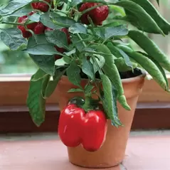 Pepper, Redskin Bell (patio) - 1000 Seed Count