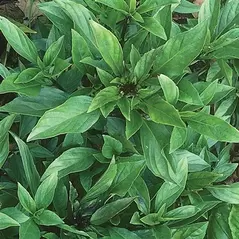 Basil, Thai 1