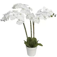 Algreen 29" Triple Orchid