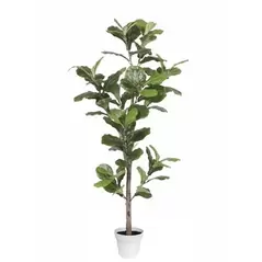 Algreen 70" Ficus