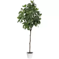 Algreen 74" Magnolia