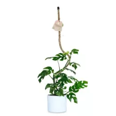 Mossify 42" Bendable Coir Pole