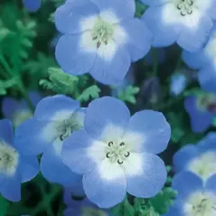 Nemophila, Baby Blue Eyes oz