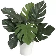 Algreen 12" Monstera