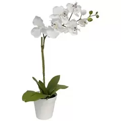Algreen 20" Orchid White