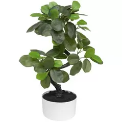 Algreen 18" Snake Shape Ficus