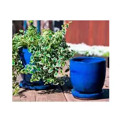 Verandah 7" Fbl Maui Pot