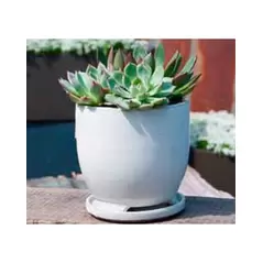 Verandah 5" Wsp Maui Pot