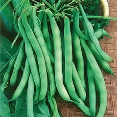 Beans, Burpee Stringless - 25lb
