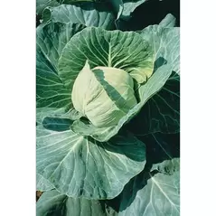 CABBAGE, LATE FLAT DUTC 1/2 OZ EACH