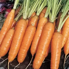 Carrot, Nantes Coreless - 1lb