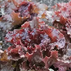 Lettuce, Red Sails 1/2oz Each