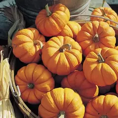 Pumpkin, Jack-B-Little - 1/2lb