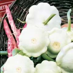 SQUASH, EARLY WHIT BUSH 1/2 LB EACH