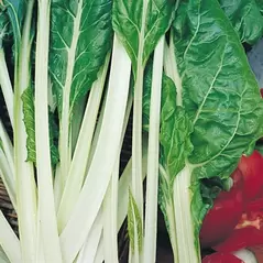Swiss Chard, Lucullus - 1/2oz