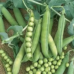 Peas, Wando - 50lb