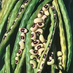 Cowpeas, California Blackeye - 1lb