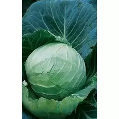 CABBAGE, DANISH BALLHEAD 1 LB. EACH