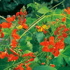 Beans, Scarlet Runner Pole - 1lb