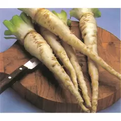 Salsify, Mammoth Island - 1lb