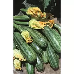 SQUASH, COCOZELLE 1/2 LB BAG EACH
