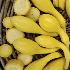 Squash, Summer Crookneck - 1,000 Seed Count