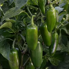 Peppers, La Bomba II - 500 Seed Count