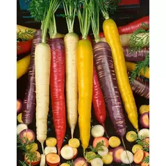 Carrot, Rainbow Blend - 1,000 Seed Count