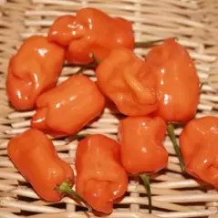 Peppers, Habanero Orange - 10,000 Seed Count