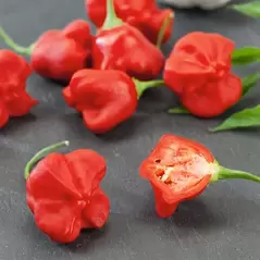 Peppers, Jamaican Red - 5,000 Seed Count