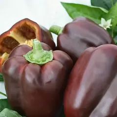Pepper,Chocolate Beauty 5,000 Seed Count