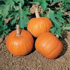 Pumpkin, Wee Be Little -1,000 Seed Count